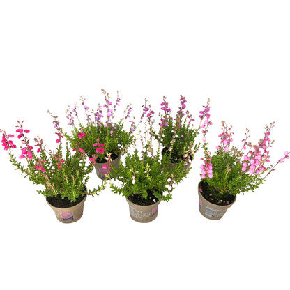 Bilde av Daboecia cant. Irish Princess-Spanne Plantesalg