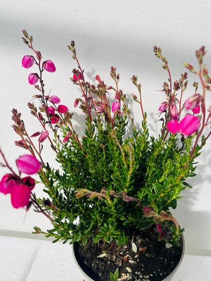 Bilde av Daboecia cant. Irish Princess-Spanne Plantesalg