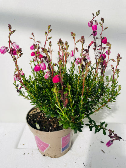 Bilde av Daboecia cant. Irish Princess-Spanne Plantesalg