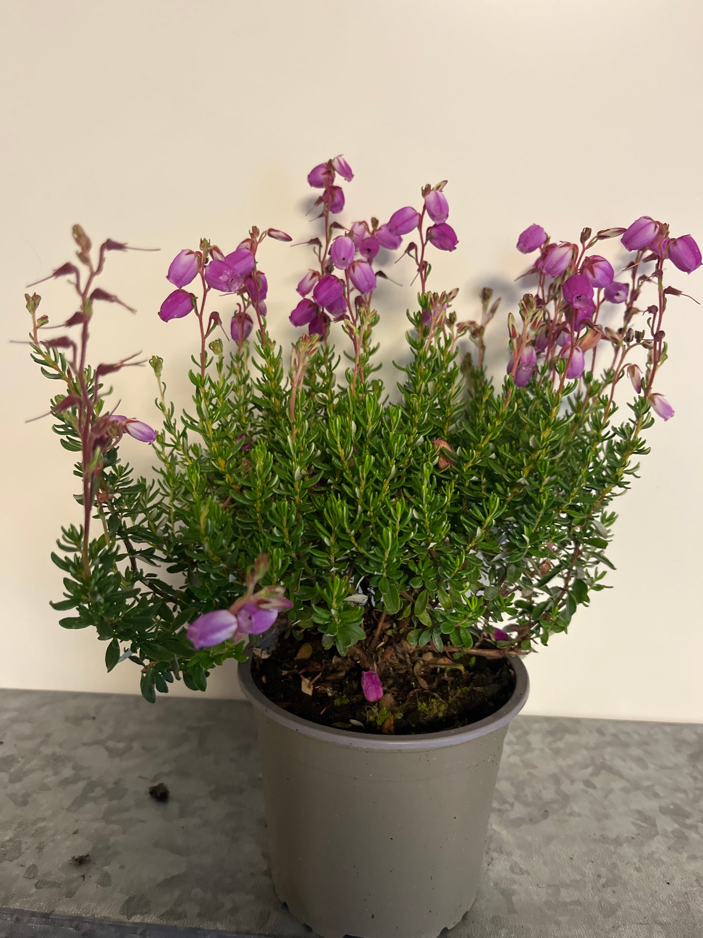 Bilde av Daboecia cantabrica Mix-Spanne Plantesalg