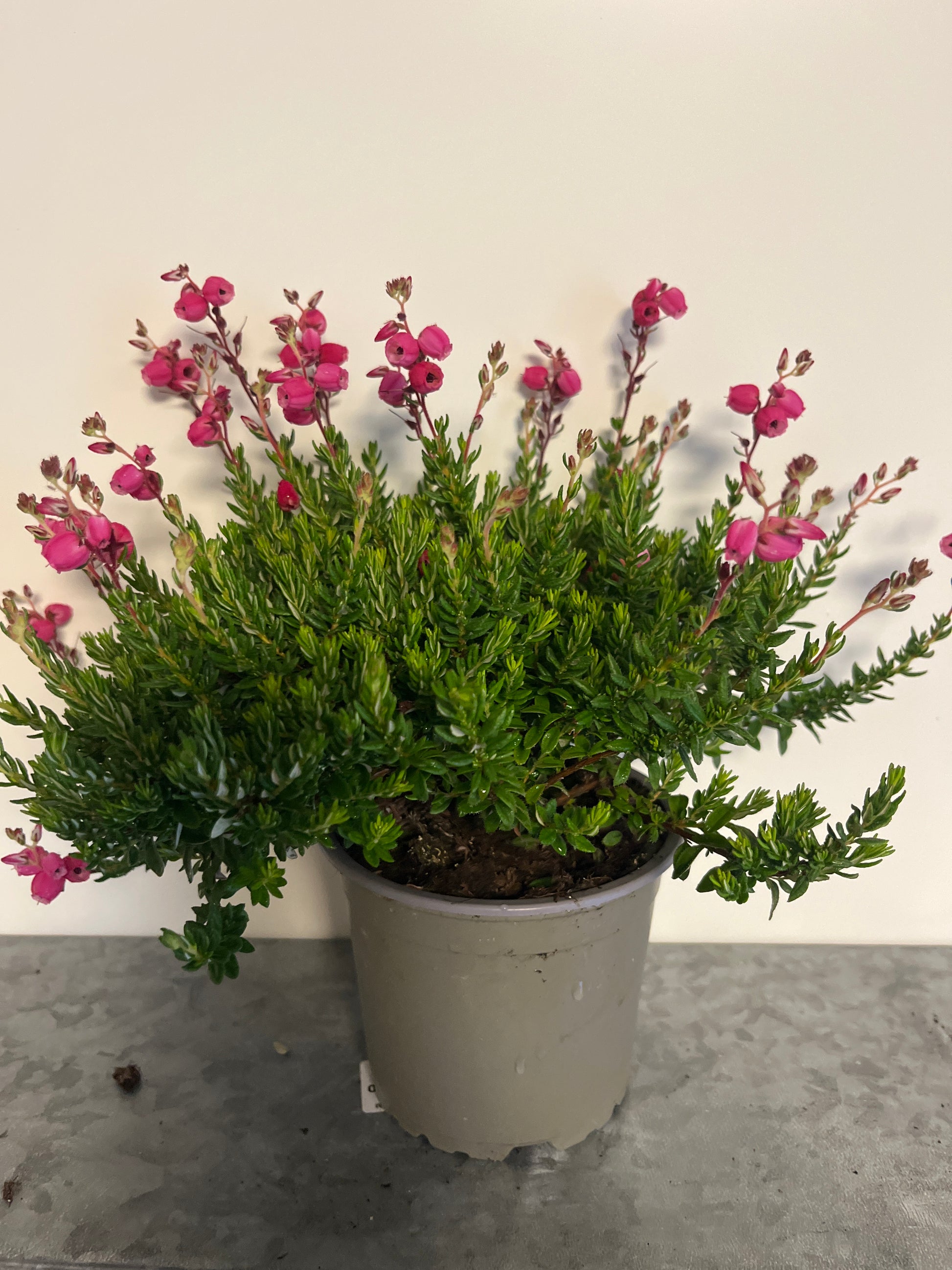 Bilde av Daboecia cantabrica Mix-Spanne Plantesalg