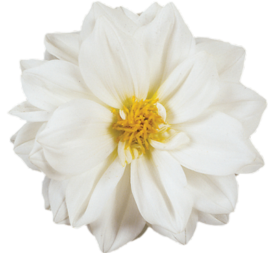 Bilde av Dahlia coccinea Dahlietta Blanca-Spanne Plantesalg