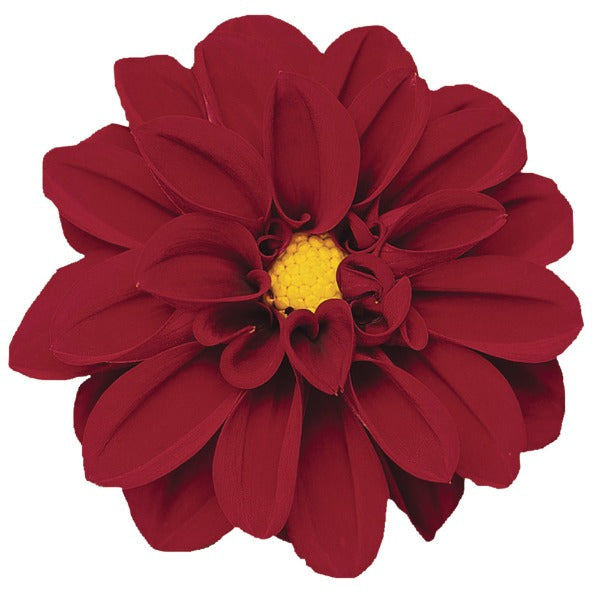 Bilde av Dahlia coccinea Dahlietta Patty-Spanne Plantesalg