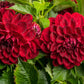 Bilde av Dahlia cocc. Gardenetta Dark Red-Spanne Plantesalg