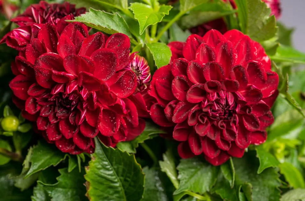 Bilde av Dahlia cocc. Gardenetta Dark Red-Spanne Plantesalg