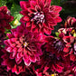 Bilde av Dahlia cocc. Gardenetta Dark Red-Spanne Plantesalg