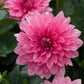 Bilde av Dahlia cocc. 'Dalina Maxi Mendoza'-Spanne Plantesalg