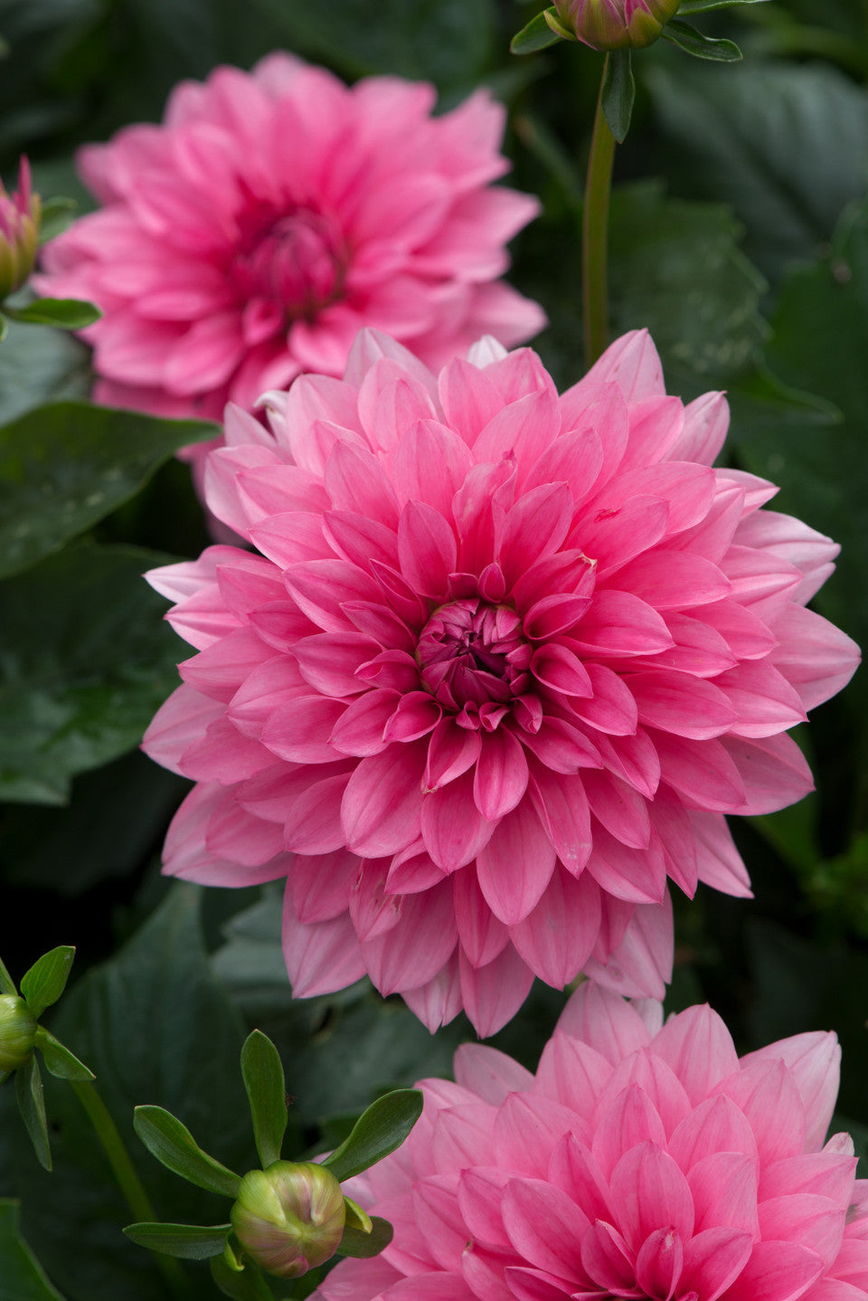 Bilde av Dahlia cocc. 'Dalina Maxi Mendoza'-Spanne Plantesalg