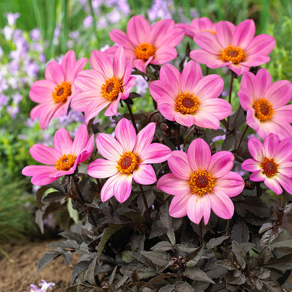 Bilde av Dahlia cocc. Happy Days Pink-Spanne Plantesalg