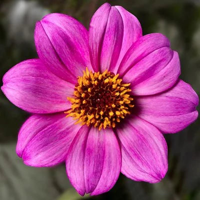 Bilde av Dahlia cocc. Happy Days Purple-Spanne Plantesalg