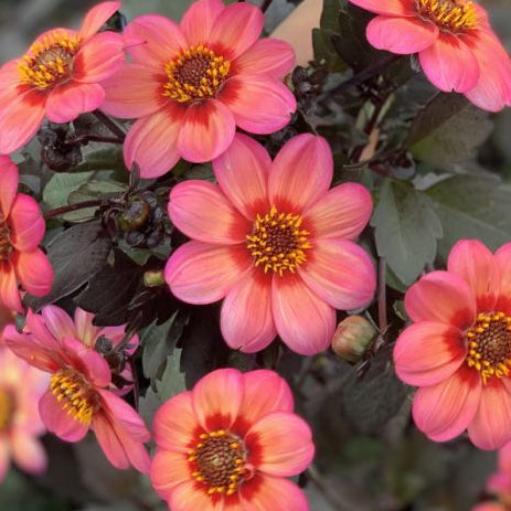 Bilde av Dahlia Dahlegria Tricolore, 2 For 99,90-Spanne Plantesalg