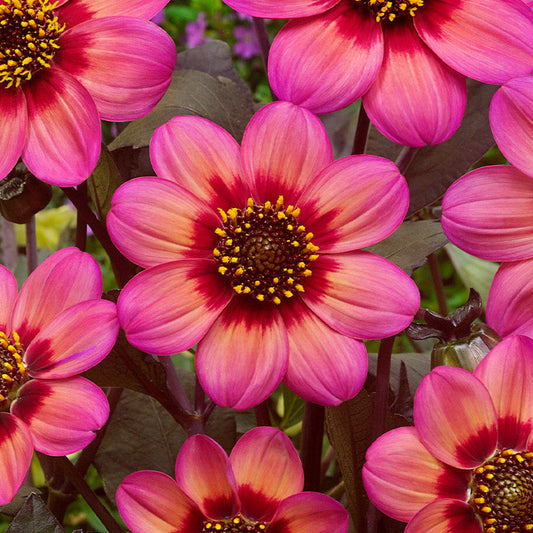 Bilde av Dahlia Dahlegria Tricolore, 2 For 99,90-Spanne Plantesalg