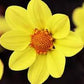 Bilde av Dahlia Happy Days Yellow Pris pr 2 stk-Spanne Plantesalg
