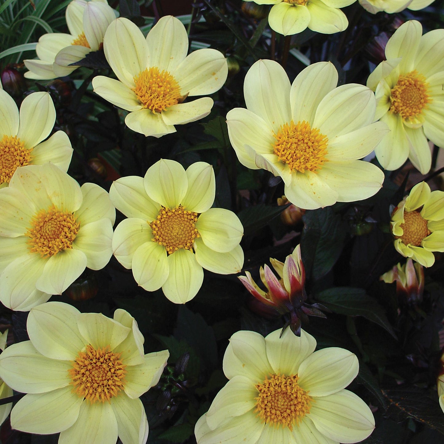 Bilde av Dahlia Happy Days Yellow Pris pr 2 stk-Spanne Plantesalg