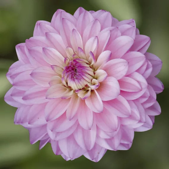 Bilde av Dahlia x Hybrida Collection La Tour Pris pr 2 stk-Spanne Plantesalg