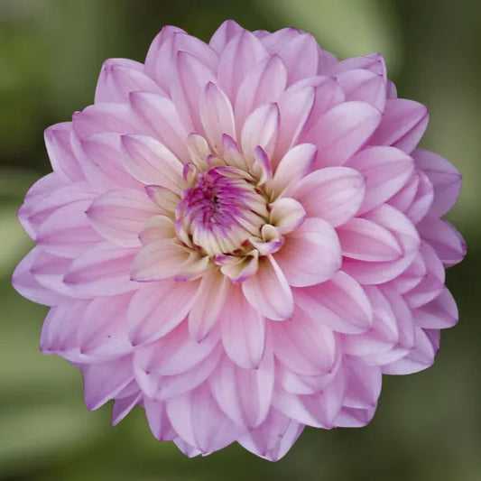 Bilde av Dahlia x Hybrida Collection La Tour Pris pr 2 stk-Spanne Plantesalg