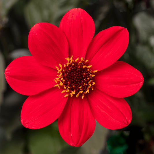 Bilde av Dahlia x Hybrida Happy Days Scarlet Pris pr 2 stk-Spanne Plantesalg