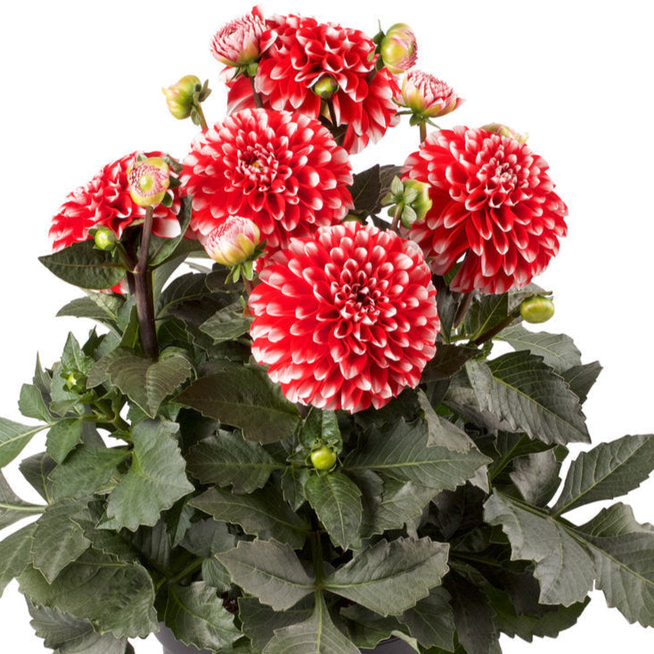 Bilde av Dahlia coc. Dalina Maxi Merida , 2 For 99,90-Spanne Plantesalg