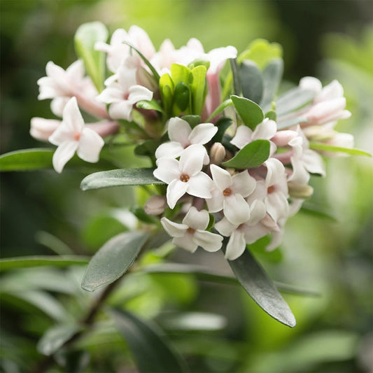 Bilde av Daphne odora 'Eternal Fragrance'-Spanne Plantesalg