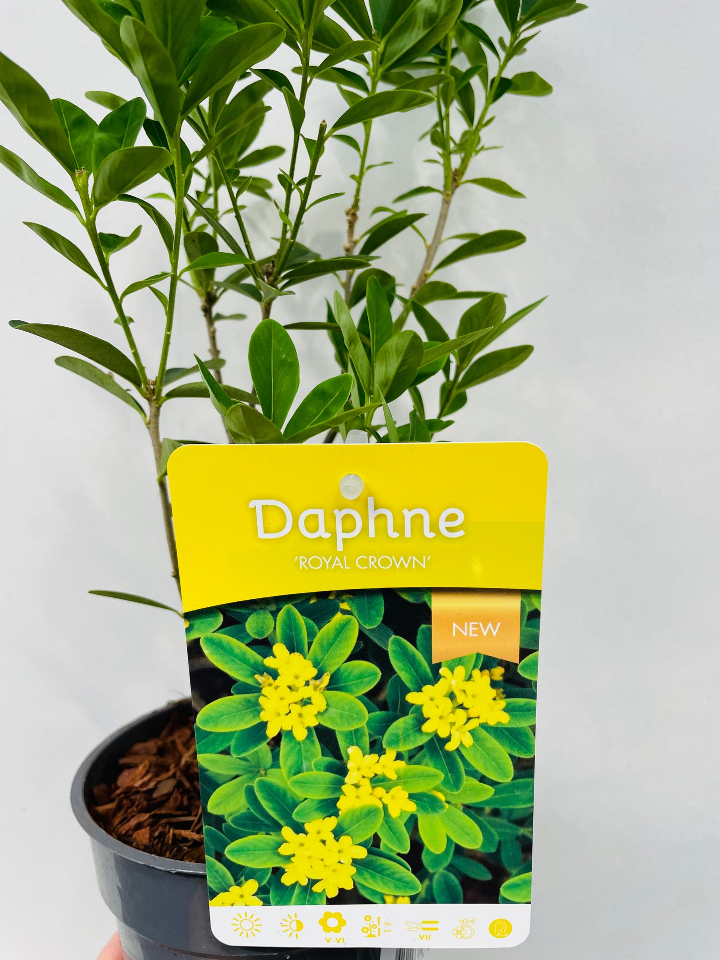 Bilde av Daphne ‘Royal Crown’-Spanne Plantesalg