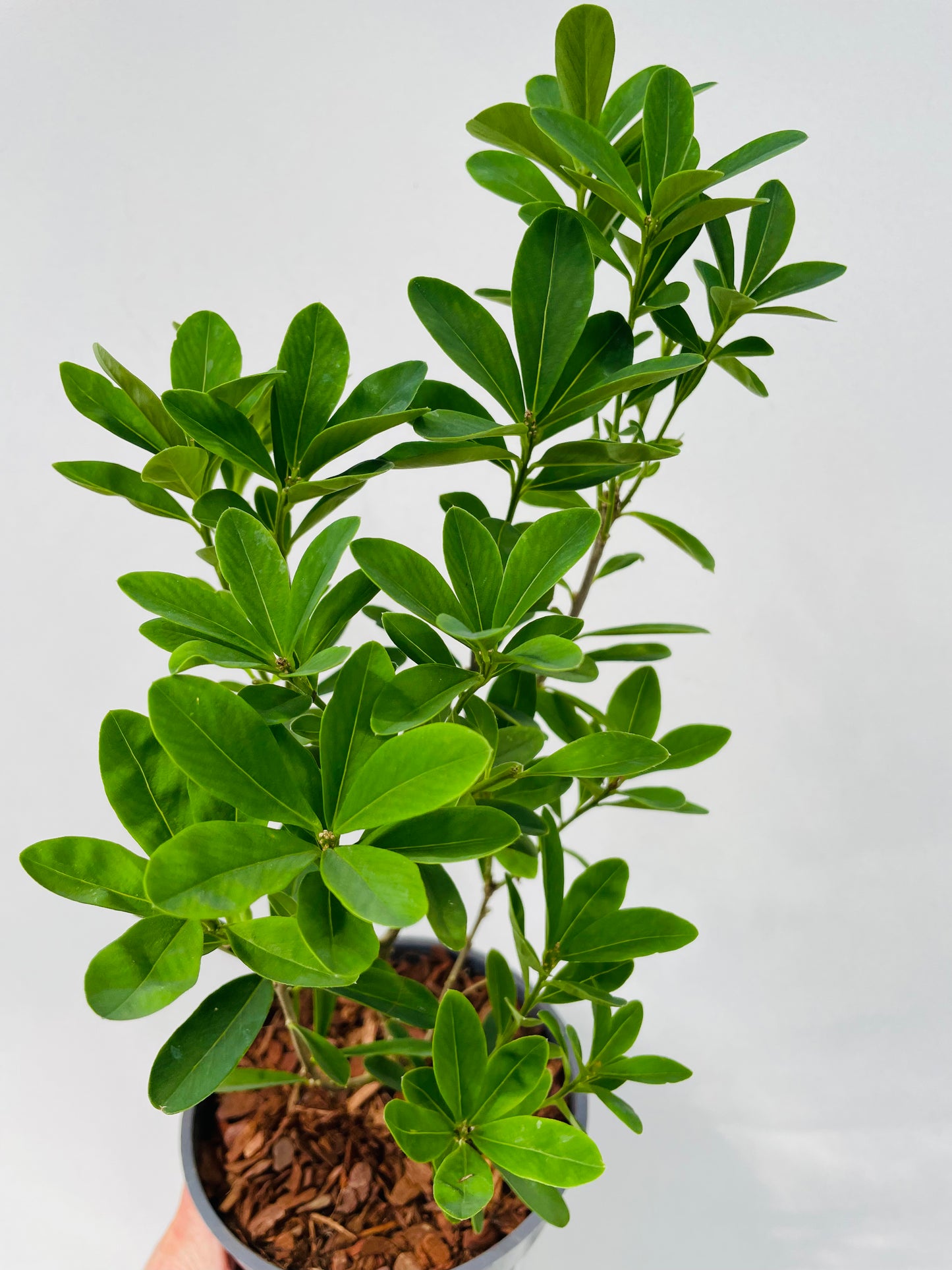 Bilde av Daphne ‘Royal Crown’-Spanne Plantesalg