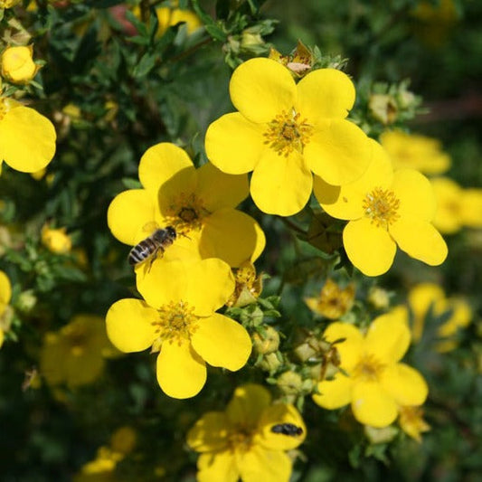 Bilde av Potentilla frut. 'Summerflor'-Spanne Plantesalg