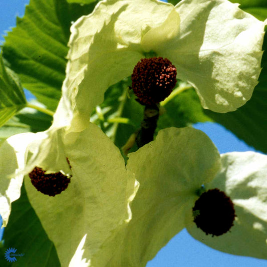 Bilde av Davidia involucrata 'Sonoma'-Spanne Plantesalg