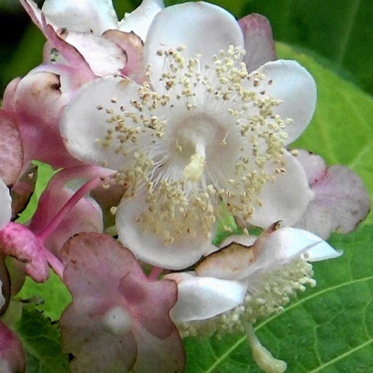 Bilde av Deinanthe bifida 'Pink Kii'-Spanne Plantesalg