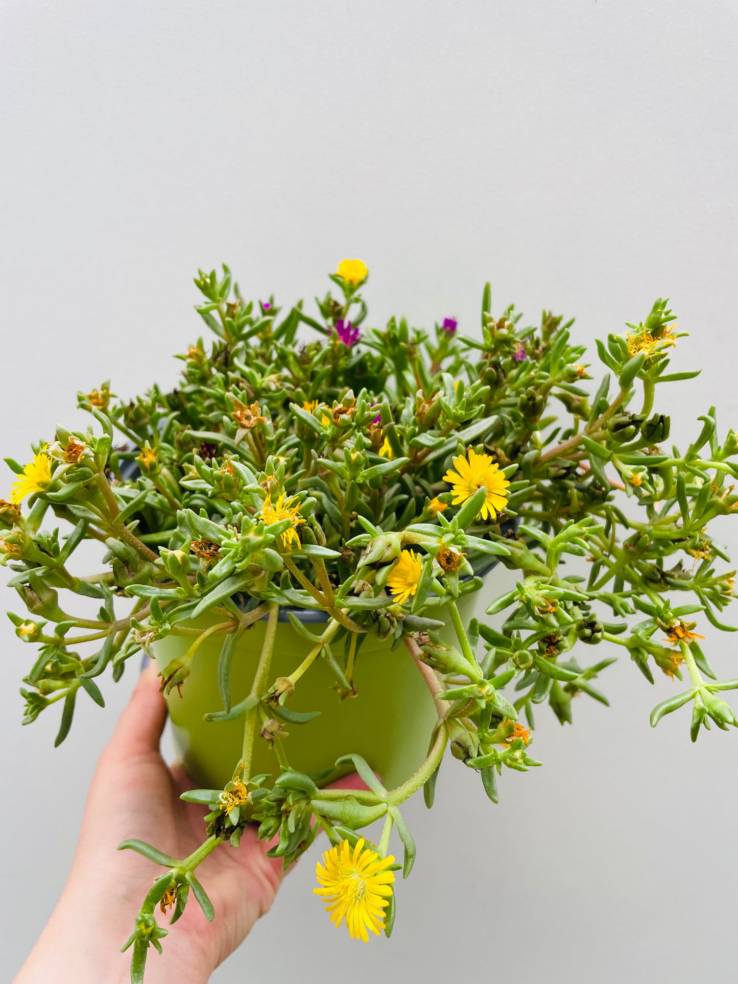 Bilde av Delisperma cooperi ‘Trio’-Spanne Plantesalg