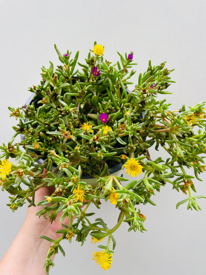 Bilde av Delisperma cooperi ‘Trio’-Spanne Plantesalg
