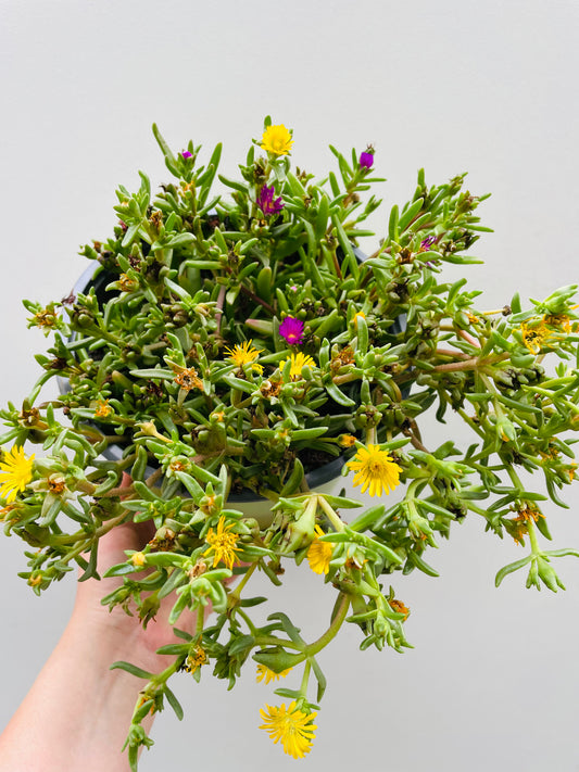 Bilde av Delisperma cooperi ‘Trio’-Spanne Plantesalg