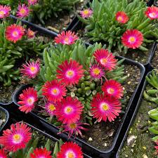 Bilde av Delosperma. 'Jew. of Desert Garnet'-Spanne Plantesalg