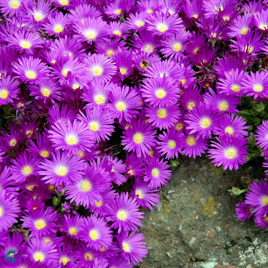 Bilde av Delosperma cooperi-Spanne Plantesalg