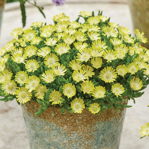 Bilde av Delosperma Ice Cream Yellow-Spanne Plantesalg