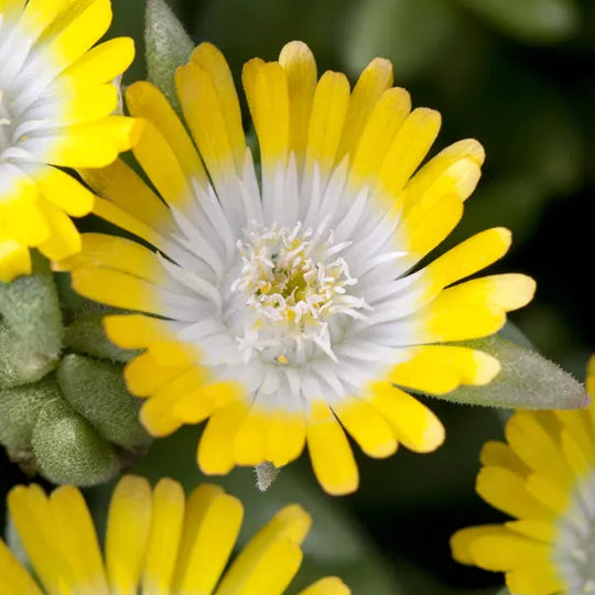 Bilde av Delosperma 'Jewel Peridott'-Spanne Plantesalg