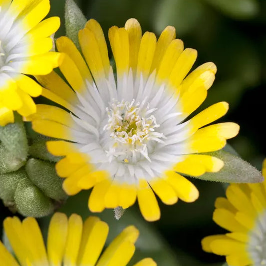 Bilde av Delosperma 'Jewel Peridott'-Spanne Plantesalg