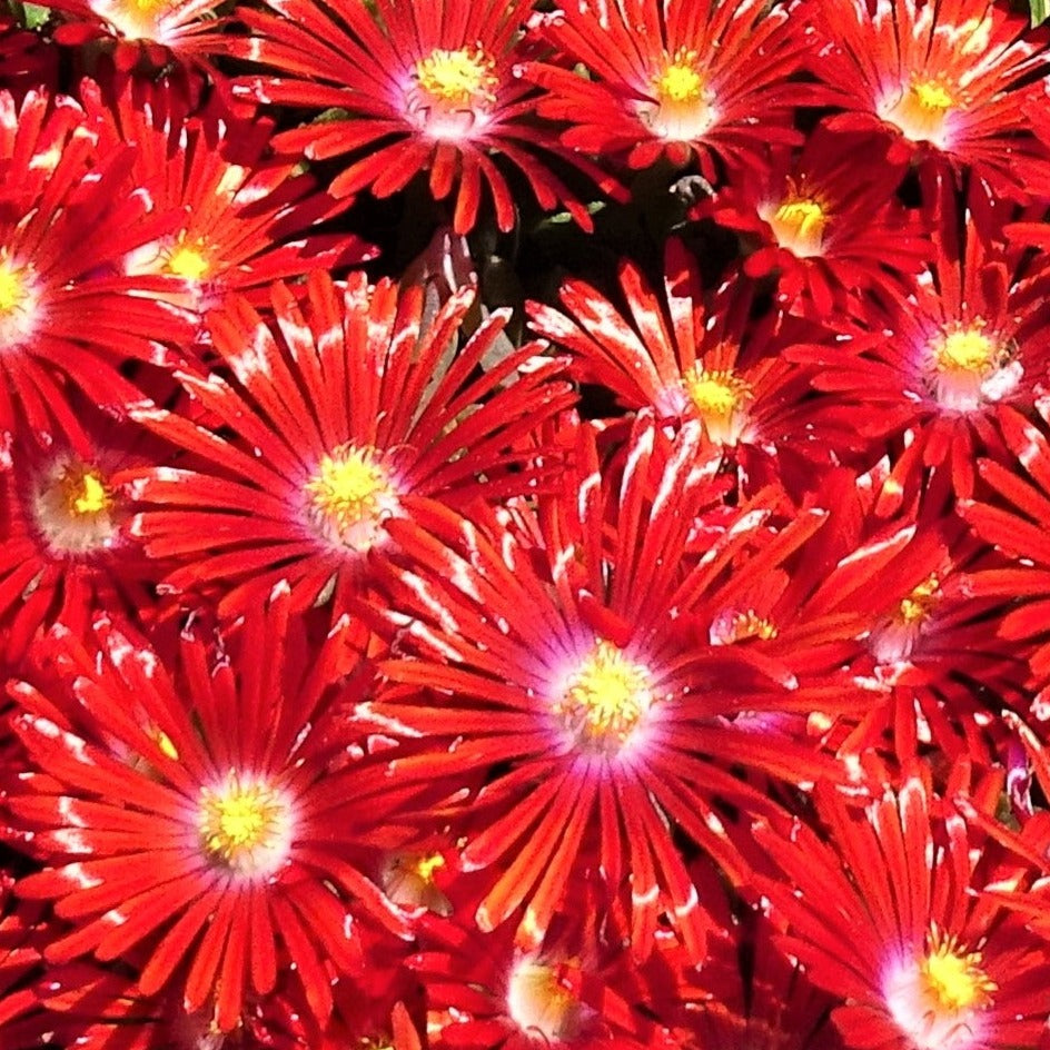 Bilde av Delosperma 'Red Mountain'-Spanne Plantesalg