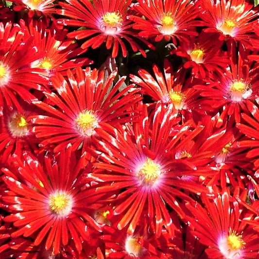 Bilde av Delosperma 'Red Mountain'-Spanne Plantesalg