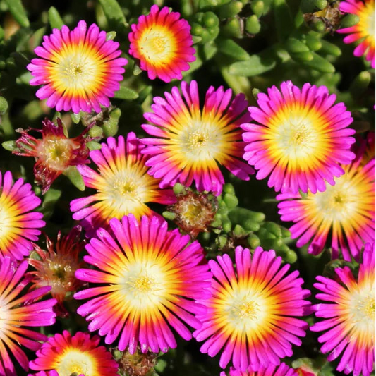 Bilde av Delosperma'Wh o W Hot Pink Wonder'-Spanne Plantesalg