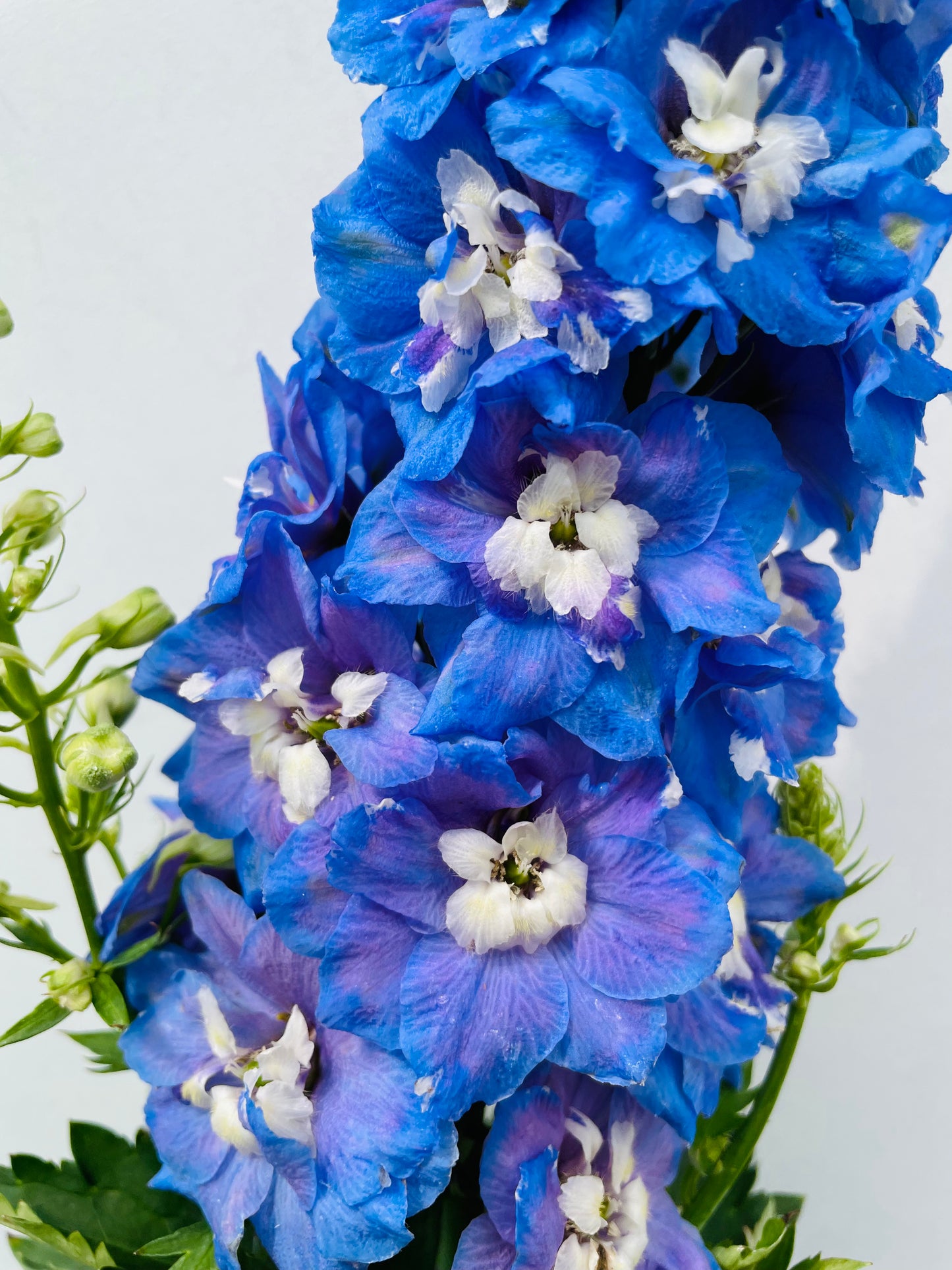 Bilde av Delphinium (P) 'Magic F. Sky Blue'-Spanne Plantesalg