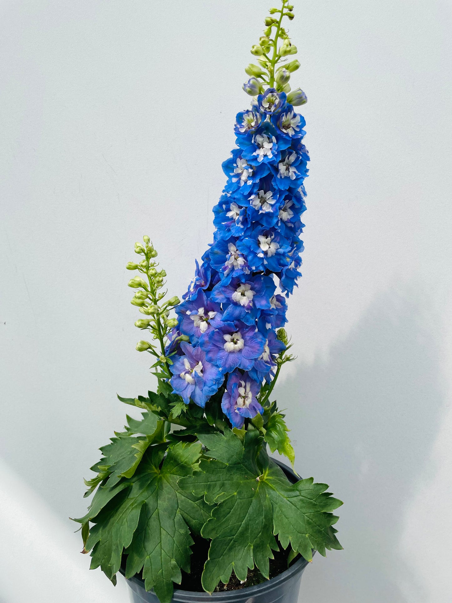 Bilde av Delphinium (P) 'Magic F. Sky Blue'-Spanne Plantesalg