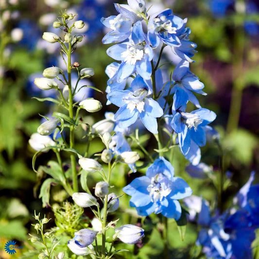 Bilde av Delphinium (P) 'Magic F. Sky Blue'-Spanne Plantesalg