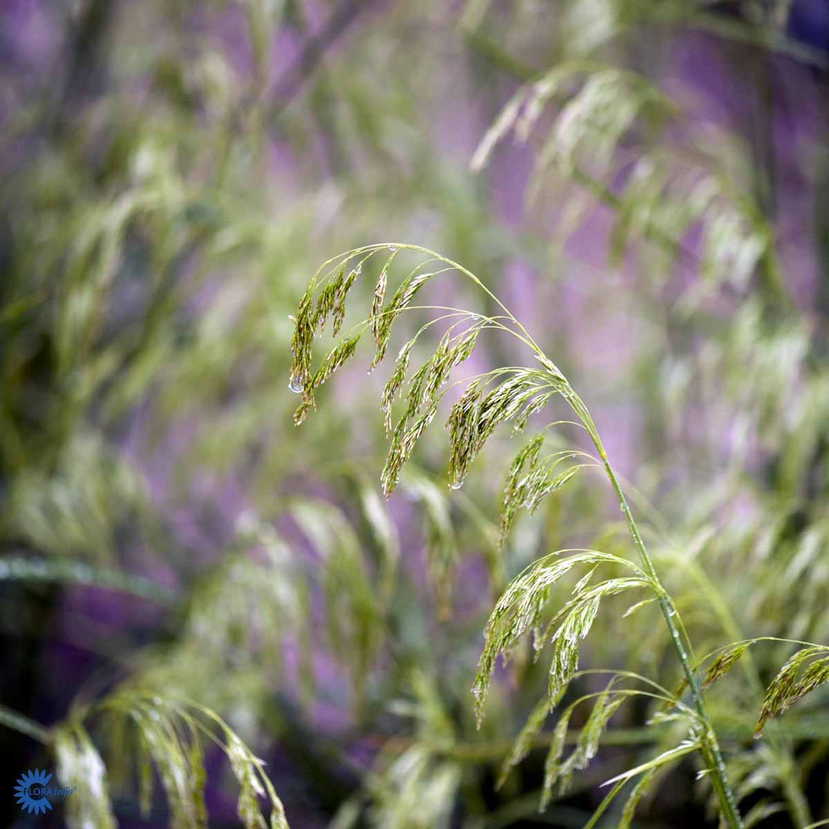 Bilde av Deschampsia cesp. 'Goldschleier'-Spanne Plantesalg