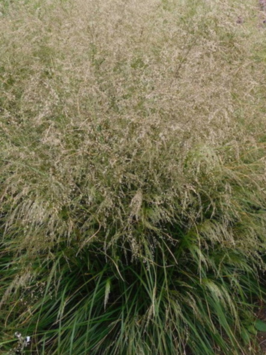 Bilde av Deschampsia cesp. 'Schottland'-Spanne Plantesalg