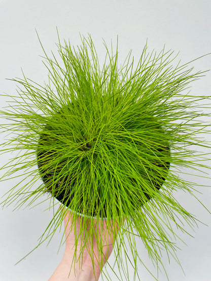 Bilde av Deschampsia flexuosa Amilime Dark-Spanne Plantesalg