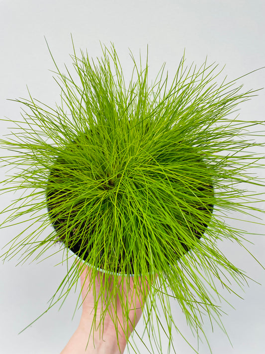 Bilde av Deschampsia flexuosa Amilime Dark-Spanne Plantesalg
