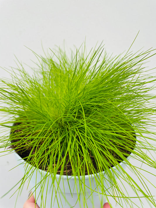 Bilde av Deschampsia flexuosa Amilime Dark-Spanne Plantesalg