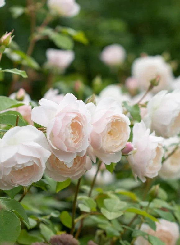 Bilde av Desdemona rose