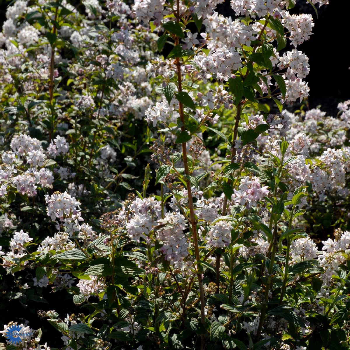 Bilde av Deutzia hybrida 'Mont Rose'-Spanne Plantesalg