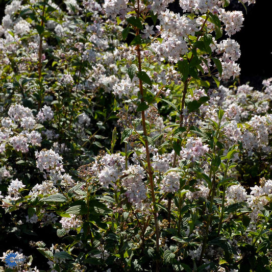 Bilde av Deutzia hybrida 'Mont Rose'-Spanne Plantesalg